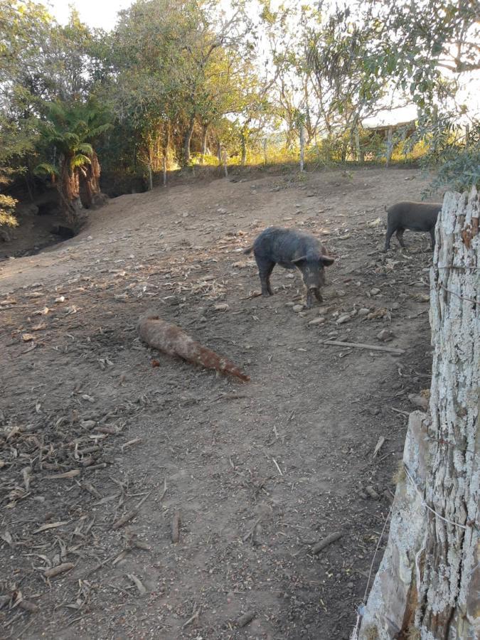 Fazenda Tamandua Casa De Campo - Cabana Coragem Villa Rio Rufino Dış mekan fotoğraf